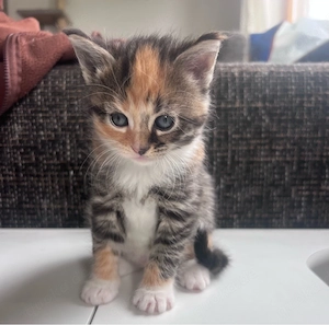 Maine Coon Mix Kitten 