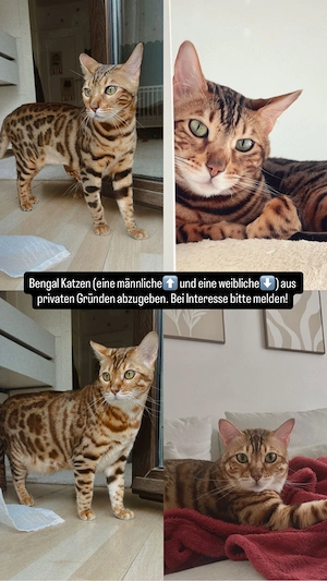Bengalkatze & Bengal-Kater   liebevolles Zuhause gesucht