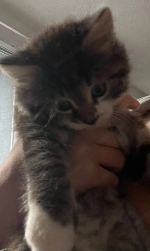 Baby Kätzchen 