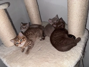 BKH Kitten 