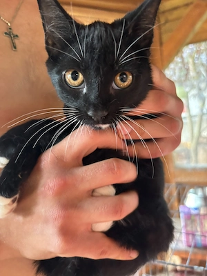 Katzenbabys Kitten Babykatzen suchen ihr Für Immer Zuhause