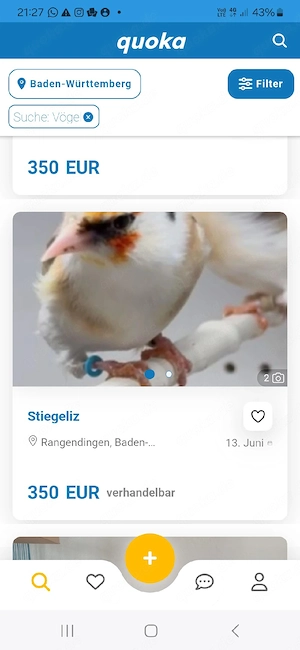 stieglitz major