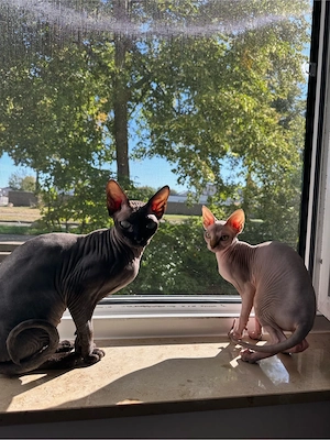 Sphynx Pärchen Männchen und Weibchen 
