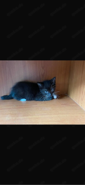 verkaufe 3 kitten 
