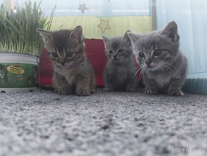 Katzenbabys, aktuell 2 Monate alt, Abgabe erst in 4 Wochen (ab der 12. Lebenswoche).