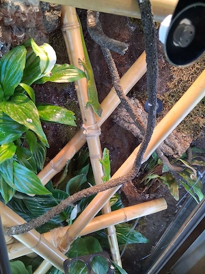 Phelsuma Grandis Madagaskar Taggecko 