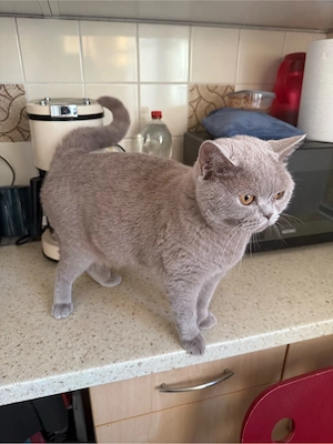 katze BKH 