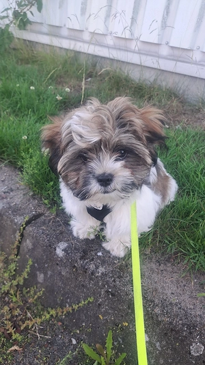 Malteser shih tzu Mix 