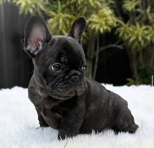 Französische Bulldoggen-Welpen suchen ihr Zuhause