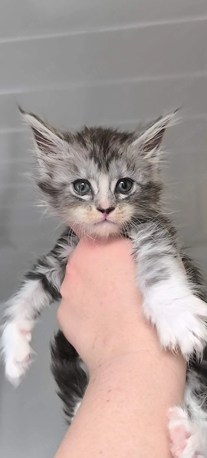 Maine Coon Kitten 