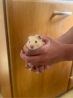 junge Hamster Männlich Creme 