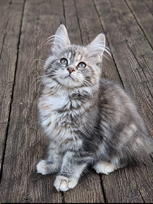    Unsere wunderschönen Maine-Coon-Kätzchen suchen ein liebevolles Zuhause   
