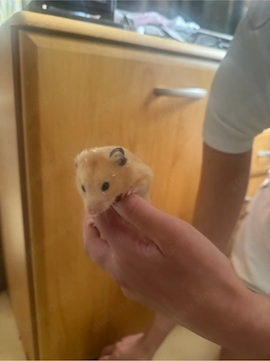 junge Hamster Männlich Creme 