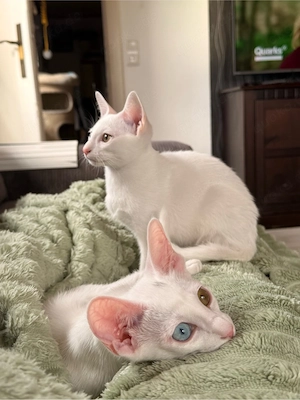 Foreign White Odd Eyes Siam OKH Kitten 