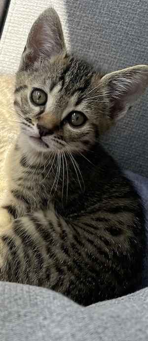 2 weibliche Babykitten suchen ein liebevolles Zuhause