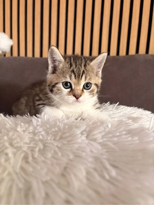 Kitten 2 Mädchen Katzenbaby