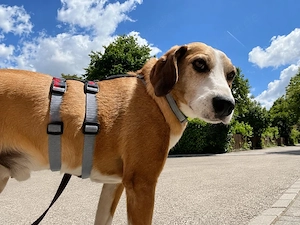 Linus sucht sein Zuhause