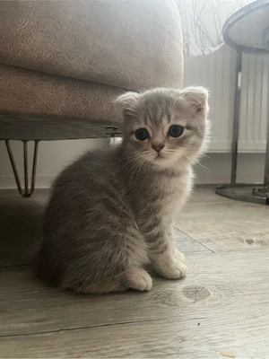 Britisch Kurzhaar Kitten