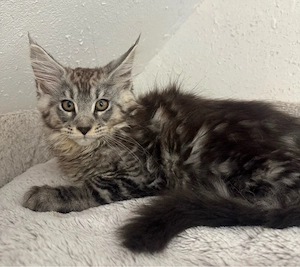 Maine Coon Kitten Junge