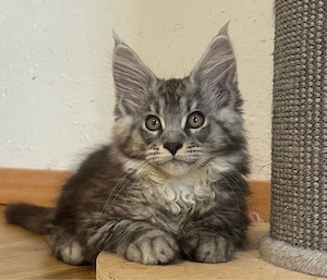 Maine Coon Kitten (Junge)