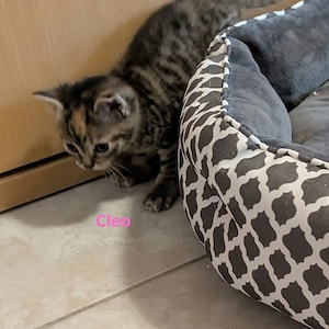 Kitten von Lilly und Finn 