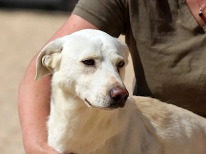 Teclo sucht sein Zuhause (noch auf Sardinien)
