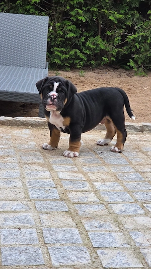 Letzter Rüde Old English Bulldog Auszugsbereit