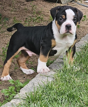 Old English Bulldog  Auszugsbereit