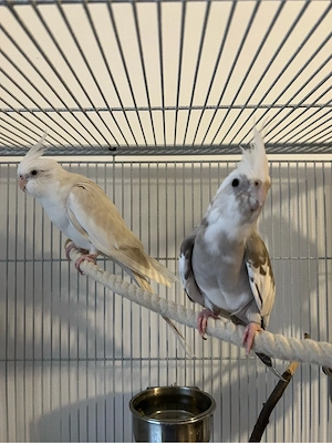 süße albino nymphensittich 