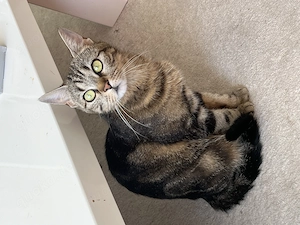 Schweren Herzens: Verschmuste 2-jährige Katze sucht liebevolles Zuhause