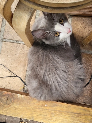 letzter baby kater abzugeben