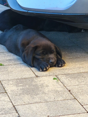 Labrador Welpen reinrassig