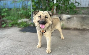 Kuschelhund Barnes sucht seine Menschen