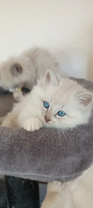 Neva Masquarade Kitten 