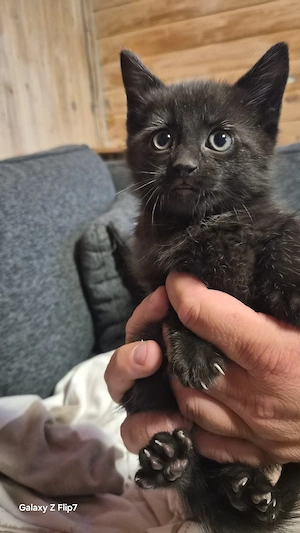 Katzenbabys 
