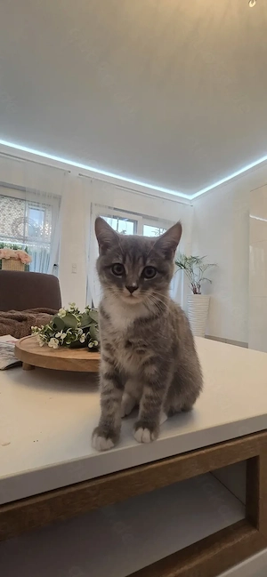 BKH Mischling abzugeben 