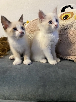 kätzchen Babykatzen Ragdoll mix Kitten