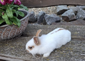 Zwergkaninchen Kastrate  Bild 3