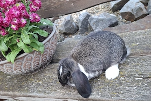 Zwergkaninchen Kastrate  Bild 4