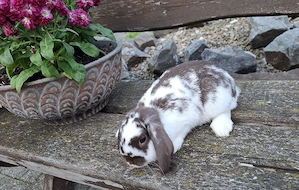 Zwergkaninchen Kastrate  Bild 2