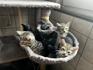 6 Süße Kitten