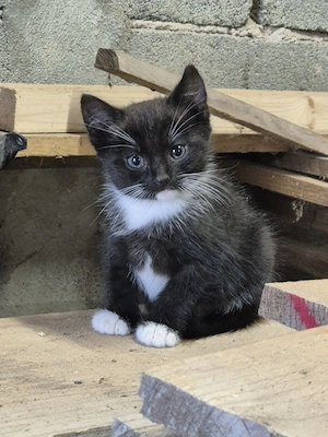 Kitten   Katzenbabys 