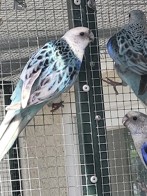 Rosella Blau 