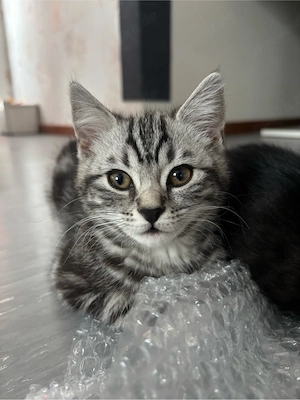 BKH Kitten