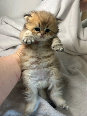 Goldene Kitten BKH und BLH mit Stammbaum München