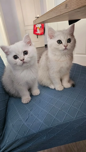 Bkh Kitten Silver shaded abgabereit