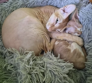 Don-Sphynx und Devon Rex Kater (Allergikerfreundlich)