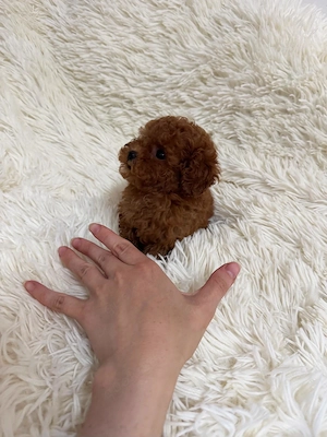 Teacup Pudel Toy Toypudel Hündin Red