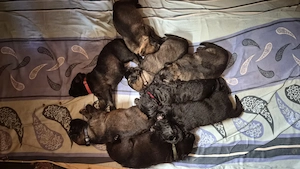 Deutsche Schäferhunde Langhaar Welpen