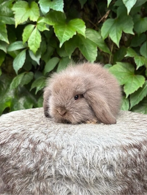 Lionlop Lion Lop Minilop Mini Lop Cashmere Zwergwidder Häsin & Rammler